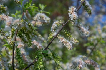Pollinated female catkins develop into woolly seeds on willow twigs