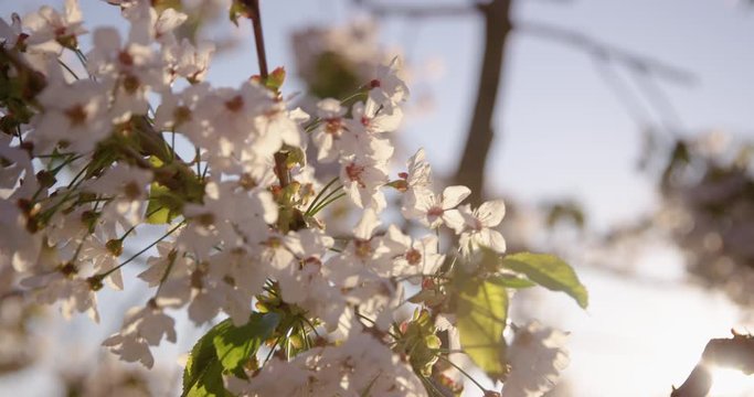 4K Extreme Close Up Of Sun Kissed Blooming Cherry Tree Branches