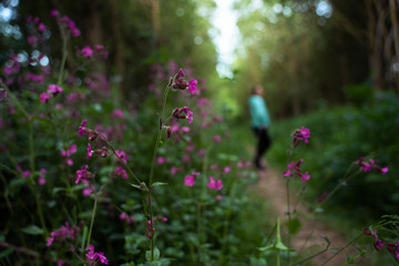 Wild pink flowers in the forest and women on blurry background
