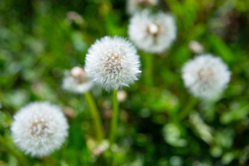 White seed dandelion in grass, springtime backgrounds