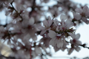 spring sakura