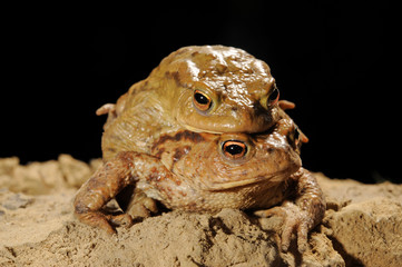 Erdkröten-Paarung (Bufo bufo) - mating of Common toads