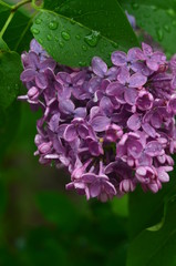 pink hydrangea flower