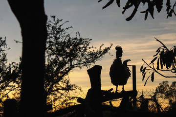 Gallo atardecer