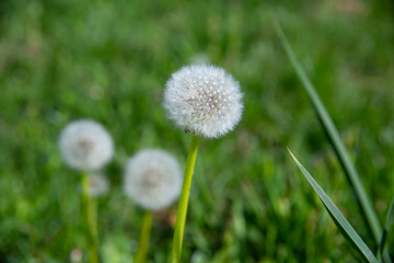 White dandelion head, blurred green background