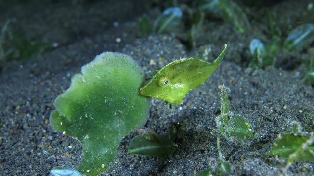 Small green  Fileﬁsh in a strong current hiding behind a leaf. 4k underwater macro video. Night dive. Tulamben, Bali, Indonesia.