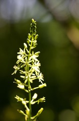 Ornithogalum