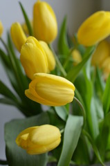 Fototapeta premium tulips in the garden