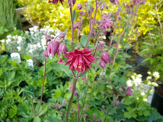 Aquilegia vulgaris var. stellata 'Ruby Port'