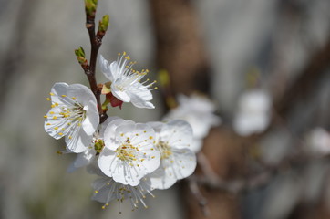spring apricot