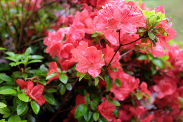 Rhododendron obtusum (Ericaceae), outdoor plants 2020