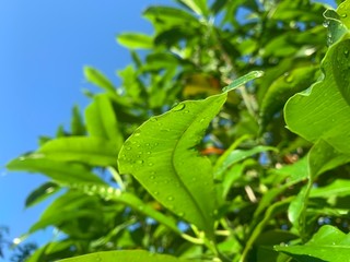 abstract, art, background, beach, botany, bright, closeup, colorful, creative, detail, dew, drop, environment, exotic, flora, foliage, forest, fresh, freshness, garden, green, greenery, growth, jungle
