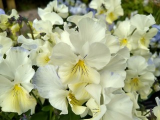 Viola 'Cockatoo'