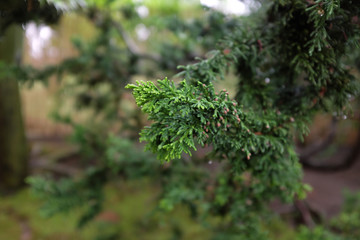 Chamaecyparis obtusa (Lycopodioides), outdoor plants 2020
