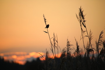 bird silhouette and orange sky in the early morning