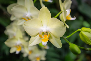 Fototapeta na wymiar Blooming white orchid flowers on blurred background.