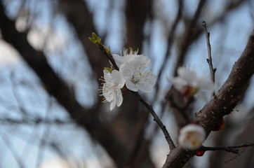 spring apricot