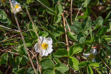 Tiny single white flower of strawberry bush