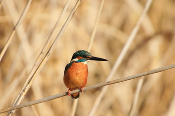 A kingfisher quietly watching
