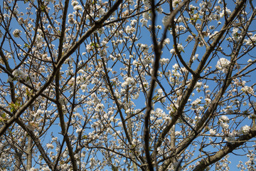 blooming tree in spring with blue sky