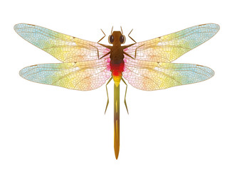 faszinierende irisierende Zeichnung einer Libelle