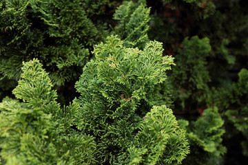 Chamaecyparis obtusa (Nana Gracilis), outdoor plants 2020