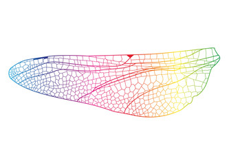 irisierende Linien eines Libellen Flügels © namosh