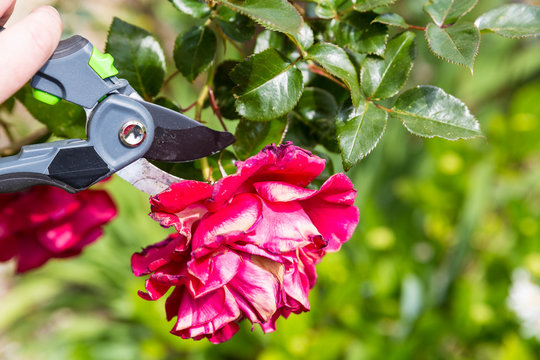 Mature woman hand using shears to cut wilted red rose flower