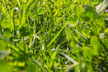 Grass in sunlight, bright morning sunshine through blades, extreme close up