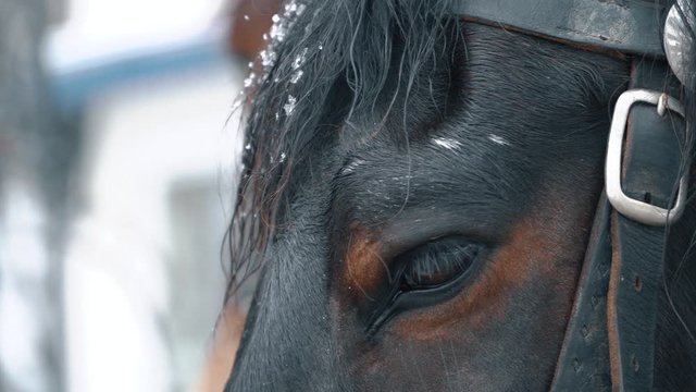 Extreme close up of a horse eye 4k video.