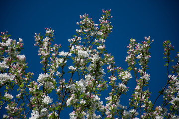 blue flowers of blue sky