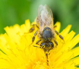 bee on yellow flower