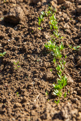 Black cumin growing tiny sprouts, vertical