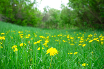 Spring field of dandelions