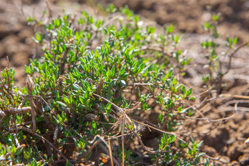 Thyme fresh leaves in springtime, herbs cultivation, vegetation