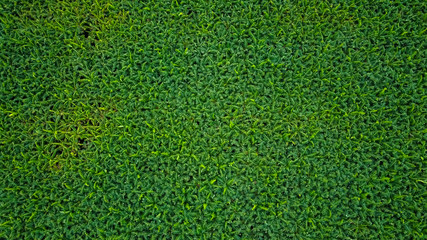 Aerial top view of banana field