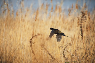 Pheasant suddenly started flying