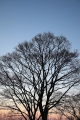 silhouette of a tree in the sky