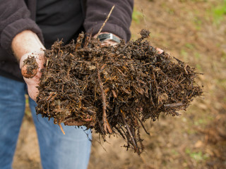 A man holding out good fresh compost used in agriculture.