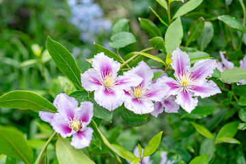 ピンクの筋の入った大型のクレマチス　ビーズジュビリー（パテンス系)