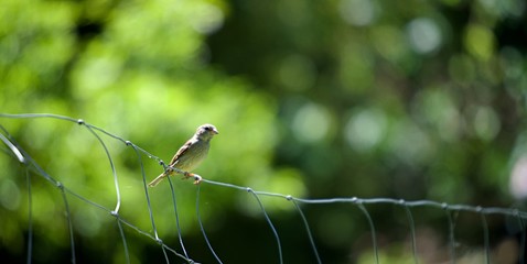 Moineau