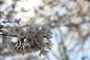 cherry blossom in spring in Japan