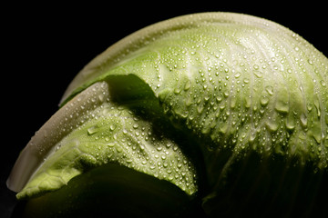 wet fresh cabbage leaves with drops isolated on black