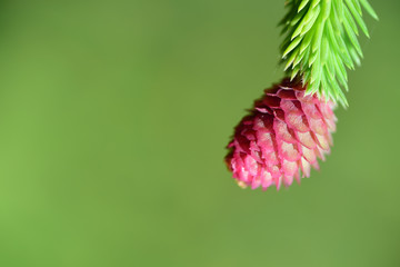 Close-up of a young branch and fresh cones of spruce (picea abies) against a green background in spring