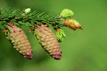Close-up of a young branch and fresh cones of spruce (picea abies) against a green background in spring