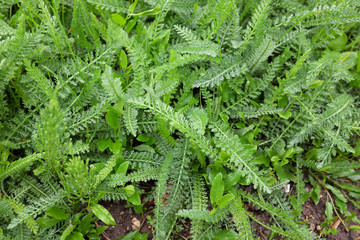 Achillea millefolium (Asteraceae), outdoor plants 2020