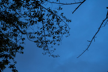 木