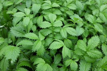 Agrimonia eupatoria (Rosaceae), outdoor plants 2020