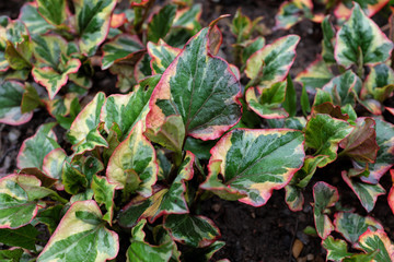 Houttuynia cordata (Chameleon), outdoor plants 2020