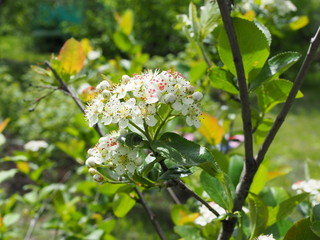 flowers of black-fruited mountain ash with leaves.